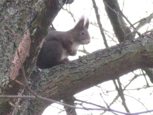 Sciurus vulgaris...finalmente